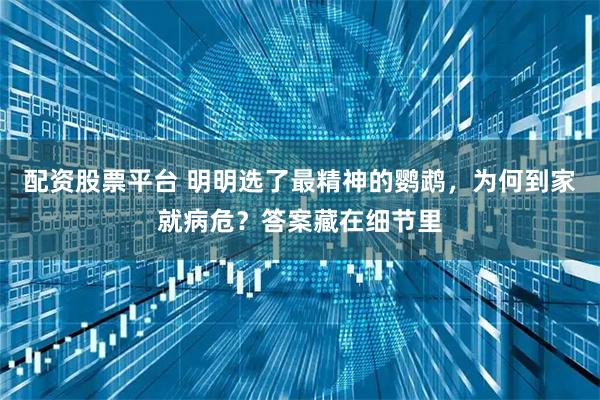 配资股票平台 明明选了最精神的鹦鹉,为何到家就病危?答案藏在细节里