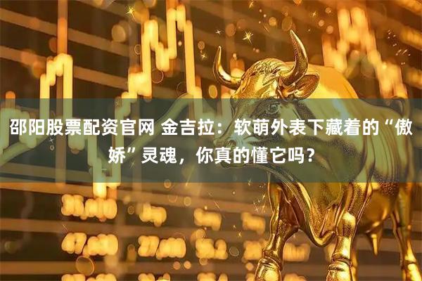 邵阳股票配资官网 金吉拉:软萌外表下藏着的“傲娇”灵魂,你真的懂它吗?